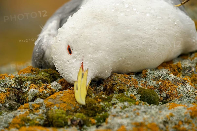Close-up of a dead kittiwake (Rissa tridactyla) that died of avian influenza, on a rocky coastal cliff, grey sky with sea in the background, melancholic atmosphere, Ekeroya, Vadsø, Troms, Norway