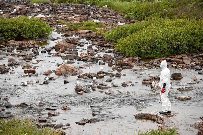 Person in a protective suit, protective mask and goggles looking for dead kittiwakes (Rissa tridactyla) that died of avian influenza, melancholic atmosphere, Ekeroya, Vadsø, Troms og Finnmark, Norway
