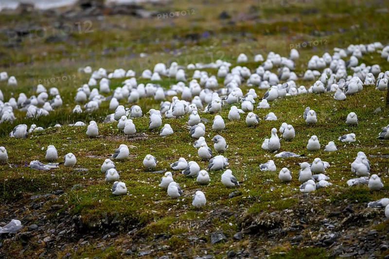 Kittiwakes (Rissa tridactyla) suffering from avian influenza, melancholic atmosphere, Ekeroya, Vadsø, Troms og Finnmark, Norway