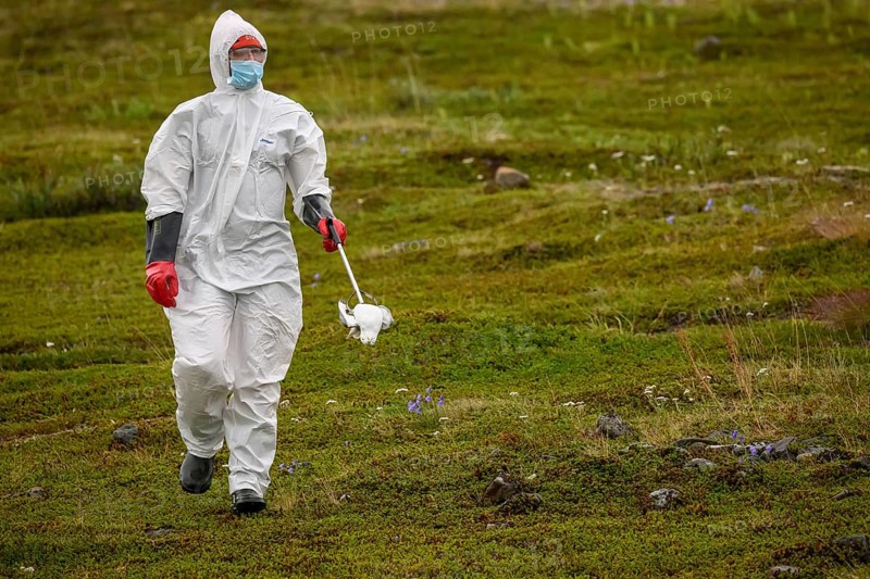Person in a protective suit, protective mask and goggles holding a dead kittiwake (Rissa tridactyla) that died of avian influenza, melancholic atmosphere, Ekeroya, Vadsø, Troms og Finnmark, Norway