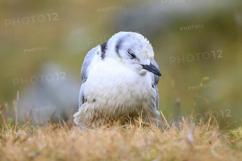 A dying young kittiwake (Rissa tridactyla) suffering from avian influenza, melancholic atmosphere, Ekeroya, Vadsø, Troms, Norway