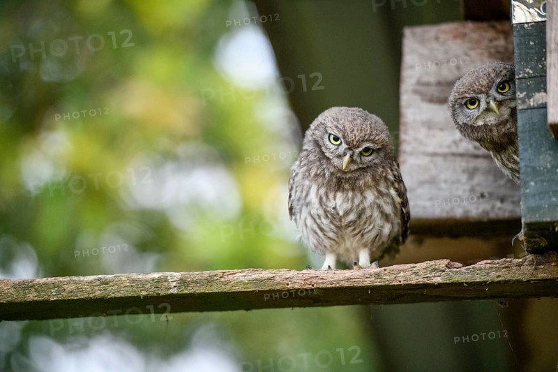 Two young little owls (Athene noctua) sitting on a wooden board in a natural environment and looking curiously, one young bird looking out of the entrance of a nesting aid, Osnabrücker Land, Lower Saxony, Germany