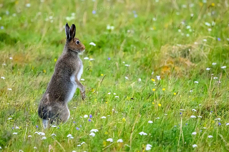 A mountain hare (Lepus timidus) in summer fur on a flowering meadow surrounded by green vegetation, Vadsø, Finnmark, Norway