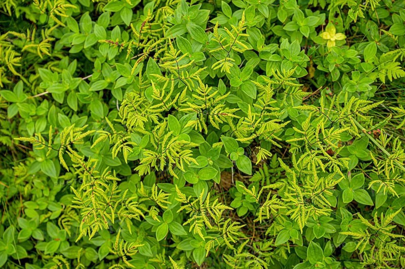 Leaves of Swedish cornel (Cornus suecica) with some green fern shoots form a lively pattern, Finnmark, Norway