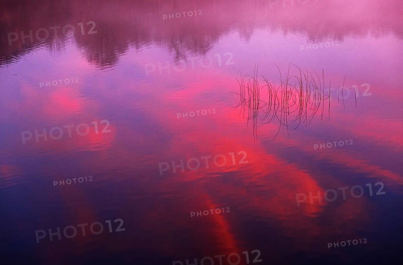 Quiet evening mood at the lake with reeds in the foreground and red sunset, Mondsee, Salzkammergut, Upper Austria, Austria