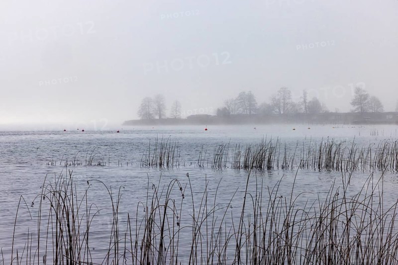 Foggy autumn atmosphere at the lake with reeds in the foreground, Mondsee, Salzkammergut, Upper Austria, Austria