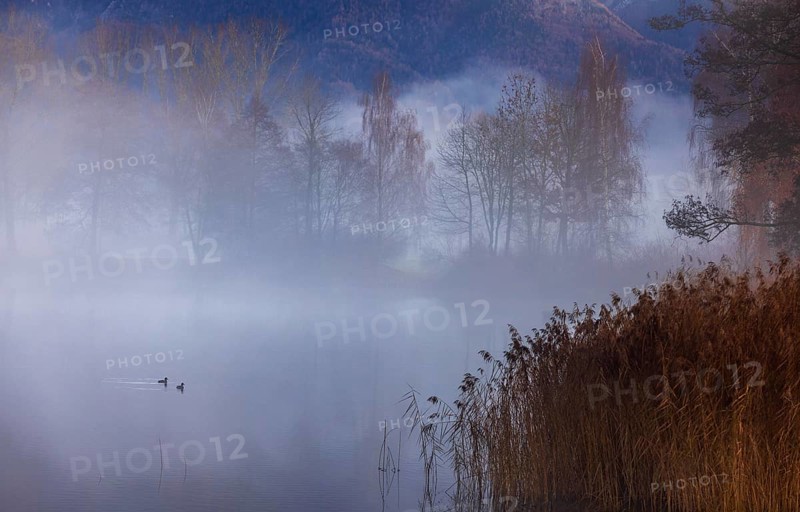 Evening in the reed belt with clouds of fog on Mondsee, inversion weather, Mondseeland, Salzkammergut, Upper Austria, Austria