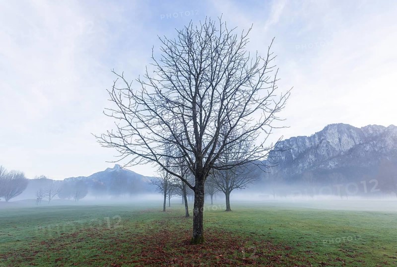 Bare trees in fog with Schafberg and Drachenwand, inversion weather, Mondseeland, Salzkammergut, Upper Austria, Austria
