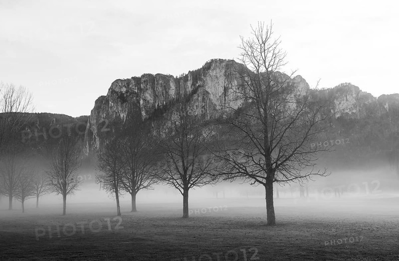 Monochrome, bare trees in fog with dragon wall, inversion weather, Mondseeland, Salzkammergut, Upper Austria, Austria