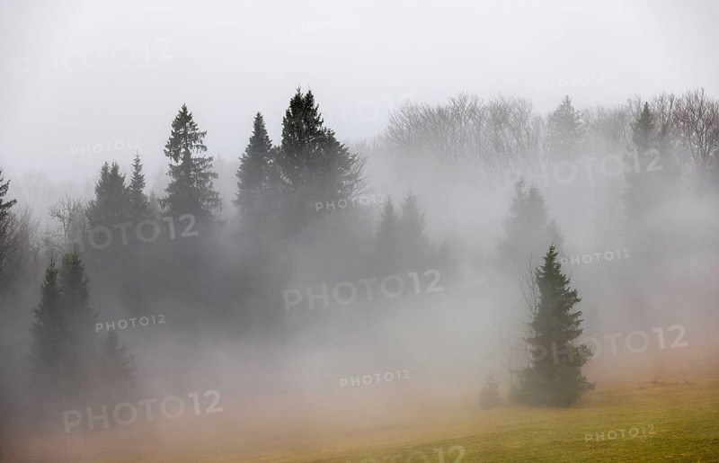 Sunset with clouds of fog in the forest, inversion weather, Mondseeland, Salzkammergut, Upper Austria, Austria