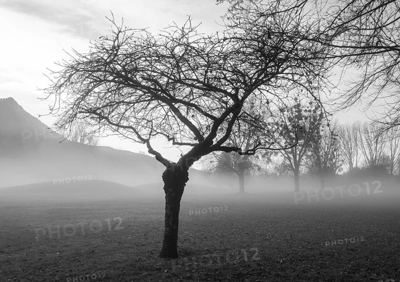Monochrome, bare tree in fog, inversion weather, Mondseeland, Salzkammergut, Upper Austria, Austria