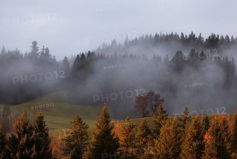 Sunset with clouds of fog in the forest, Mondseeland, Salzkammergut, Upper Austria, Austria