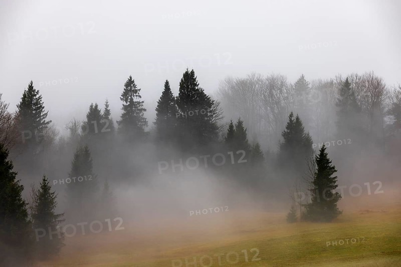 Nebelschwaden im Wald, Mondseeland, Salzkammergut, Upper Austria, Austria