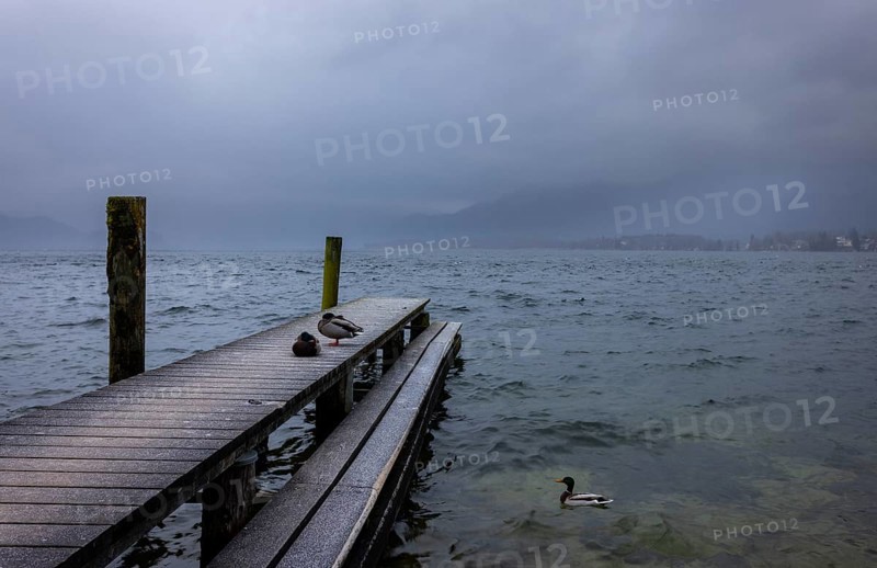 Foggy morning atmosphere at the lake with wooden walkway and ducks, Mondsee, Salzkammergut, Upper Austria, Austria