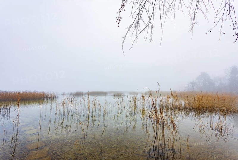 Autumn morning fog on the reed belt on the shores of Lake Mondsee, Salzkammergut, Upper Austria, Austria