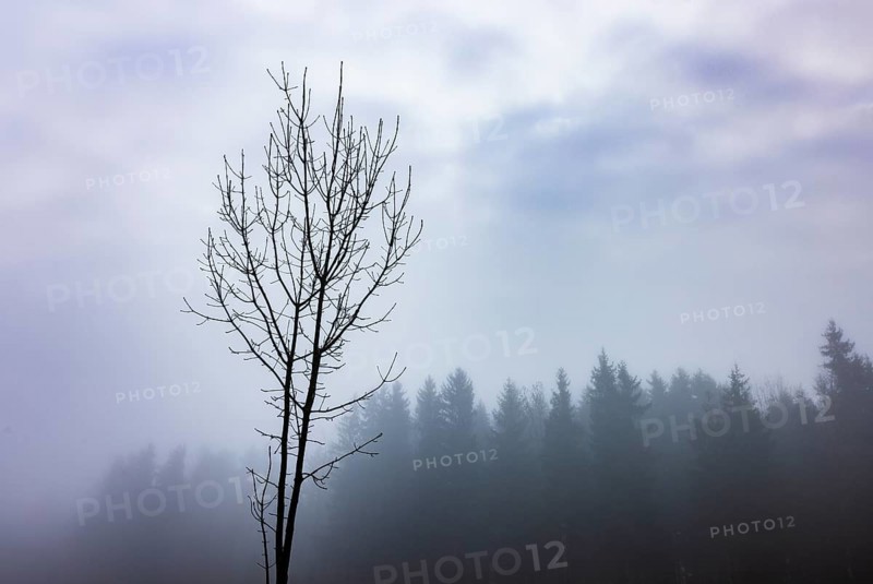 Bare tree in autumn morning fog, Mondsee, Salzkammergut, Upper Austria, Austria
