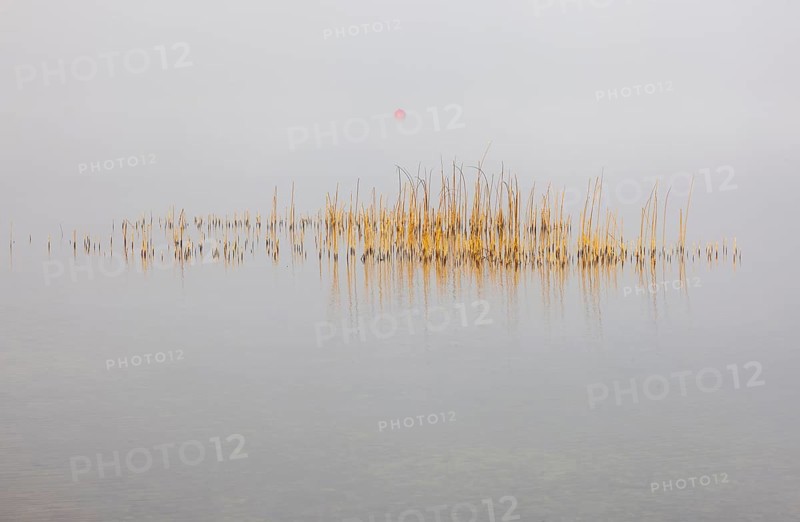 Calm autumnal fog on the lake with reeds in the foreground, Mondsee, Salzkammergut, Upper Austria, Austria