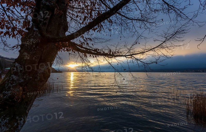 Quiet morning atmosphere at sunrise on a lake with bare tree in the foreground, Mondsee, Salzkammergut, Upper Austria, Austria