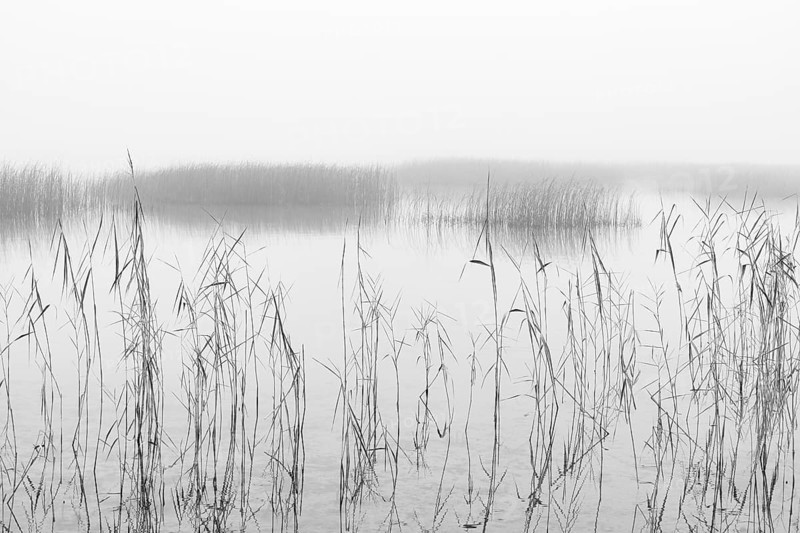 Monochrome, autumnal morning fog on the reed belt on the shores of Lake Mondsee, Salzkammergut, Upper Austria, Austria