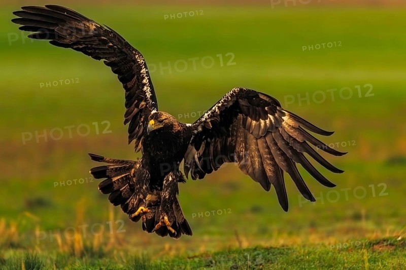 Spanish imperial eagle (Aquila adalberti) Castilla-La Mancha, Spain