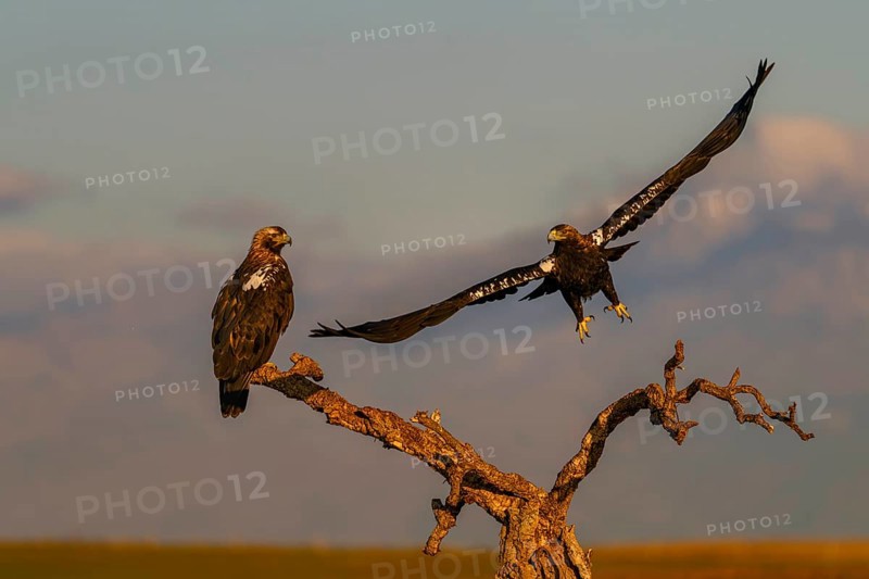 Spanish imperial eagle (Aquila adalberti) with the background of Gredos and the snowy peak of Almazor, Castilla-La Mancha, Spain