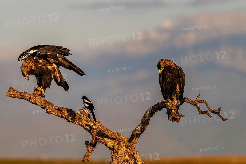Spanish imperial eagle (Aquila adalberti) with the background of Gredos and snowy Almazor, Castilla-La Mancha, Spain