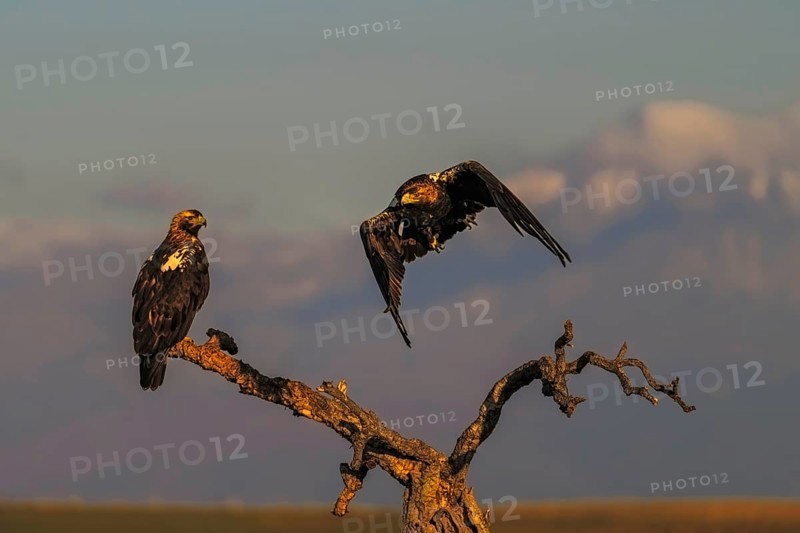 Spanish imperial eagle (Aquila adalberti) with the background of Gredos and the snowy peak of Almazor, Castilla-La Mancha, Spain