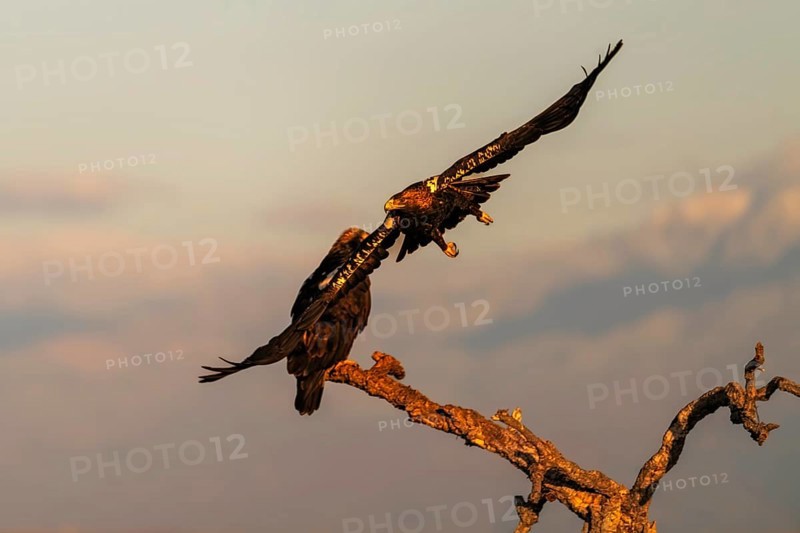 Spanish imperial eagle (Aquila adalberti) with the background of Gredos, Castilla-La Mancha, Spain