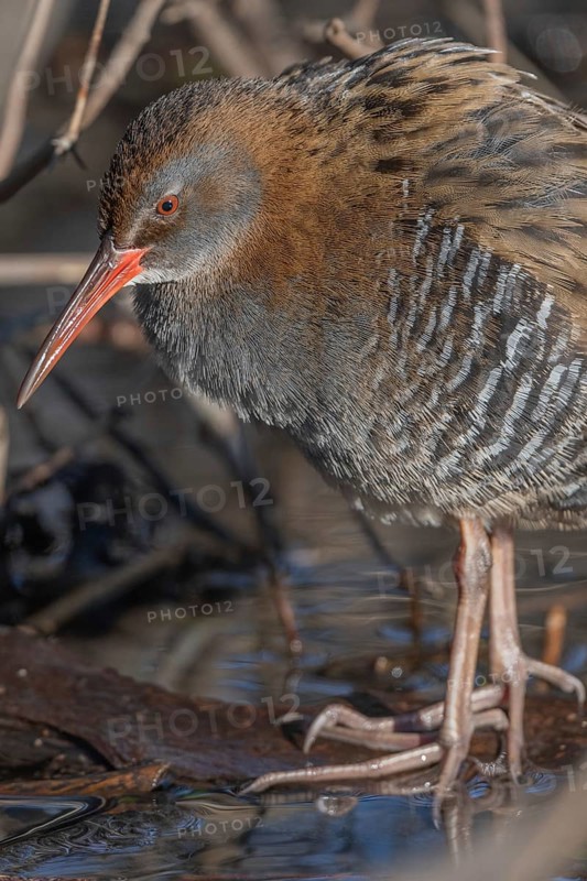 Water Rail (Rallus aquaticus) sits on branches in the swamp. It has grey feathers and stripes. Scene shows reflections of daylight on the water