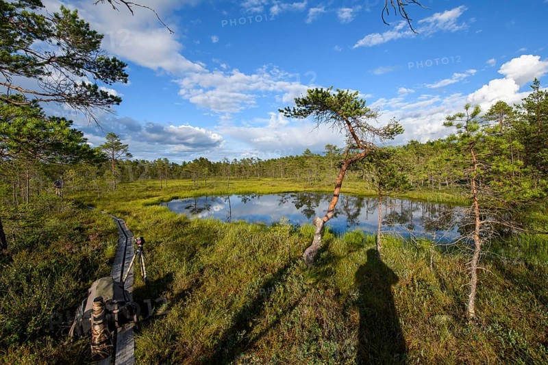 Moor lake surrounded by green vegetation under blue sky with clouds and a wooden path in the foreground, swamp landscape with a quiet pond surrounded by green coniferous forest and a wooden path under a clear blue sky, Hällefors, Örebro län, Sweden