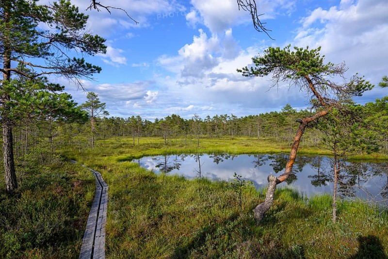 A forest with a calm moor lake and blue sky with clouds, Hällefors, Örebro län, Sweden