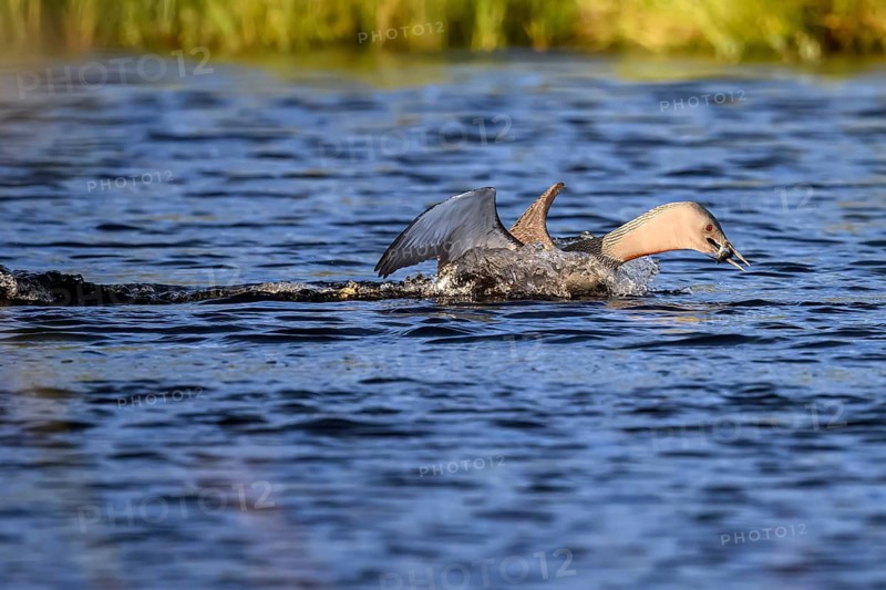 Red-throated diver (Gavia stellata), landing on a lake with outstretched wings, carrying a small fish in its beak, Örebro län, Sweden