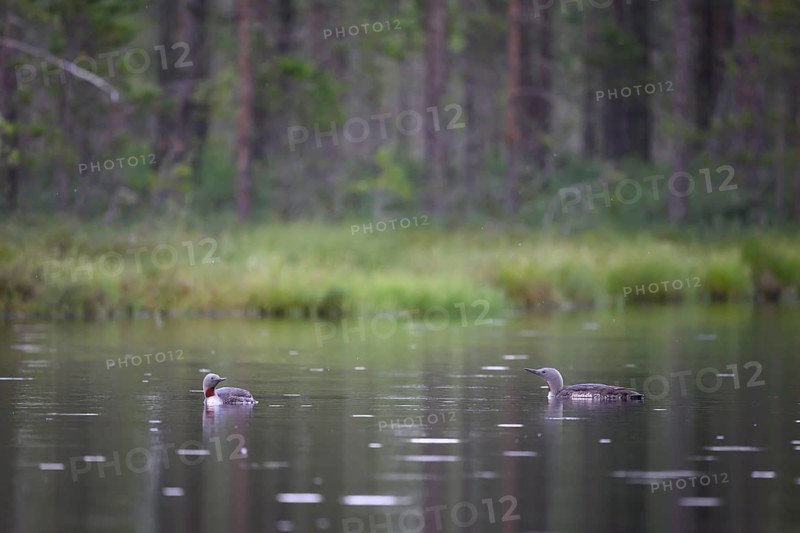 Two star divers (Gavia stellata swimming on a bog lake surrounded by coniferous forest), Örebro län, Sweden