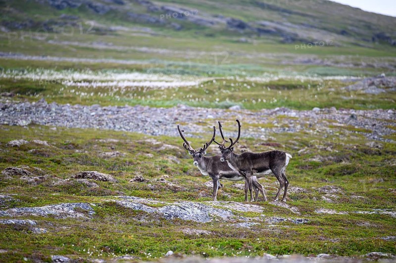Two reindeer (Rangifer tarandus), standing in front of a rocky mountainside and looking into the camera, Kiberg, Troms, Norway