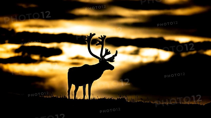 Kiberg, Troms, Norway, A single reindeer stands silhouetted against a dramatic, golden sky