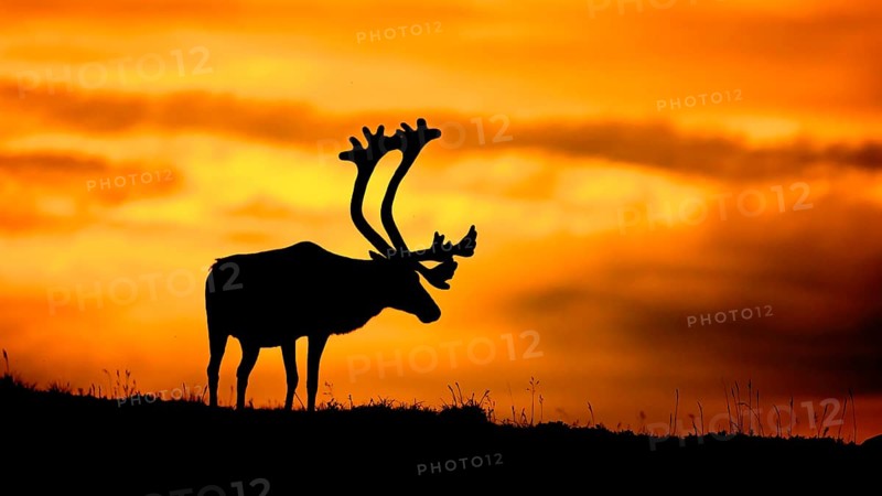 A reindeer (Rangifer tarandus) stands silhouetted in front of a bright orange sunset, atmospheric midnight sun, the picture conveys drama and positive mood at the same time through the warm colours, Kiberg, Troms, Norway