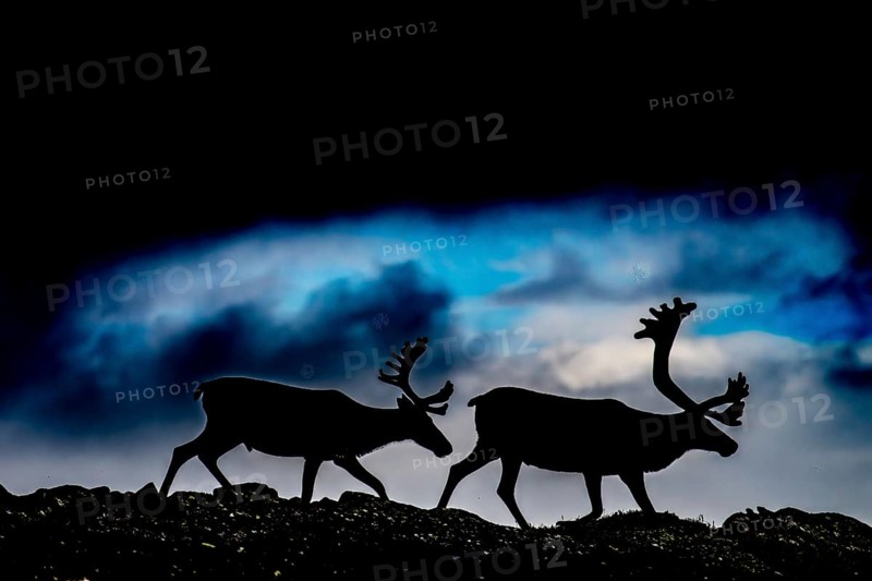 Two reindeer (Rangifer tarandus), silhouetted against a dark, cloudy sky, the picture radiates a gloomy drama, Kiberg, Troms, Norway