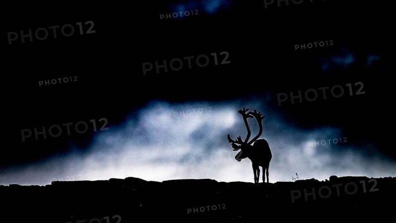 A single reindeer (Rangifer tarandus), silhouetted against a dark, cloudy sky, the picture radiates a gloomy drama, Kiberg, Troms, Norway