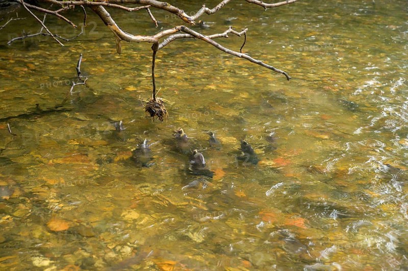 Atlantic salmon (Salmo salar) swimming close to the surface on their spawning migration in a northern Norwegian salmon river Wild river and moving in flowing water, dorsal fins visible in shallow water, Grense Jacobselv, Finnmark, Norway