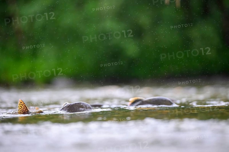 Atlantic salmon (Salmo salar) swimming close on their spawning migration in a northern Norwegian salmon river Wild river in the rain on the water surface and moving in the flowing water, you can see the dorsal fins in the shallow water, Grense Jacobselv, Finnmark, Norway