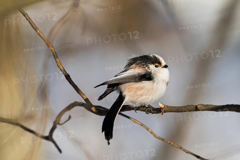 A long-tailed tit (Aegithalos caudatus) sitting on a bare branch in winter, Hesse, Germany