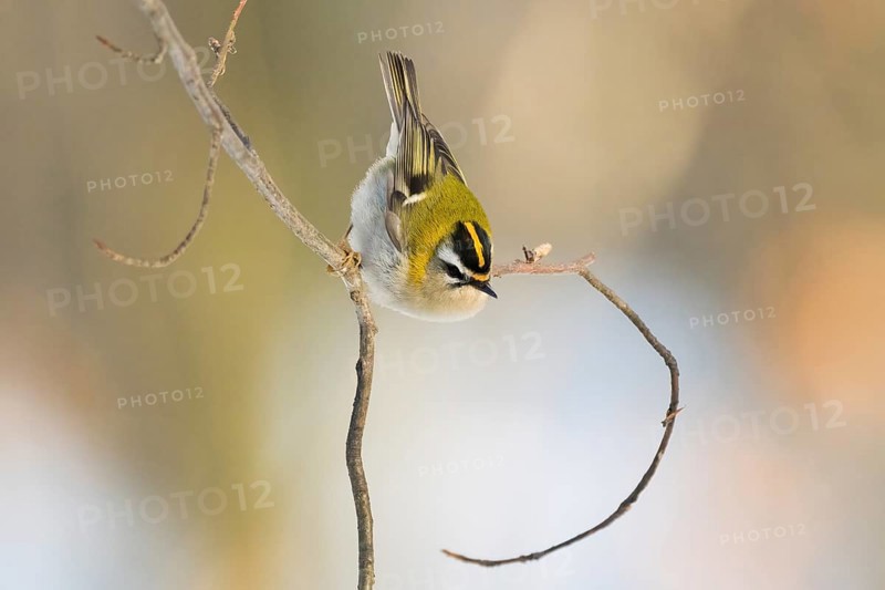 A goldcrest (Regulus regulus) on a bare branch with a blurred, warm background, Hesse, Germany