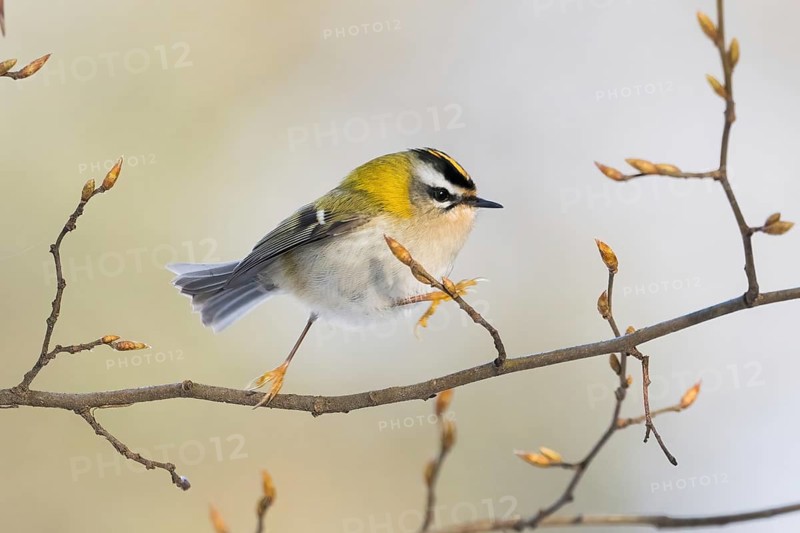 A goldcrest (Regulus regulus) moves on a filigree branch with fresh buds, Hesse, Germany