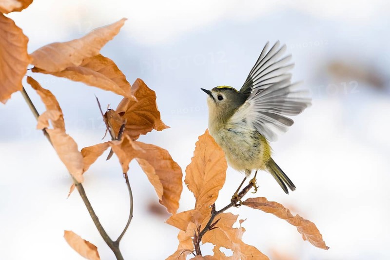A goldcrest (Regulus regulus) taking off from a branch with dry leaves, Hesse, Germany