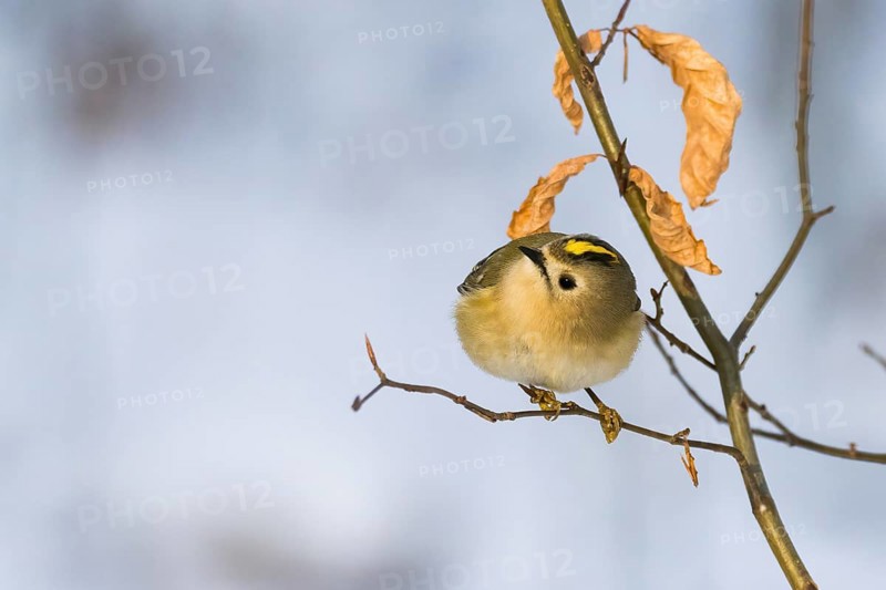 A goldcrest (Regulus regulus) on a thin branch with dry leaves in the background, Hesse, Germany
