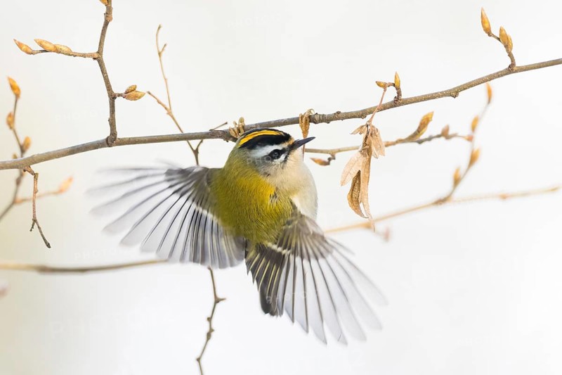 A goldcrest (Regulus regulus) in flight on a thin branch, Hesse, Germany
