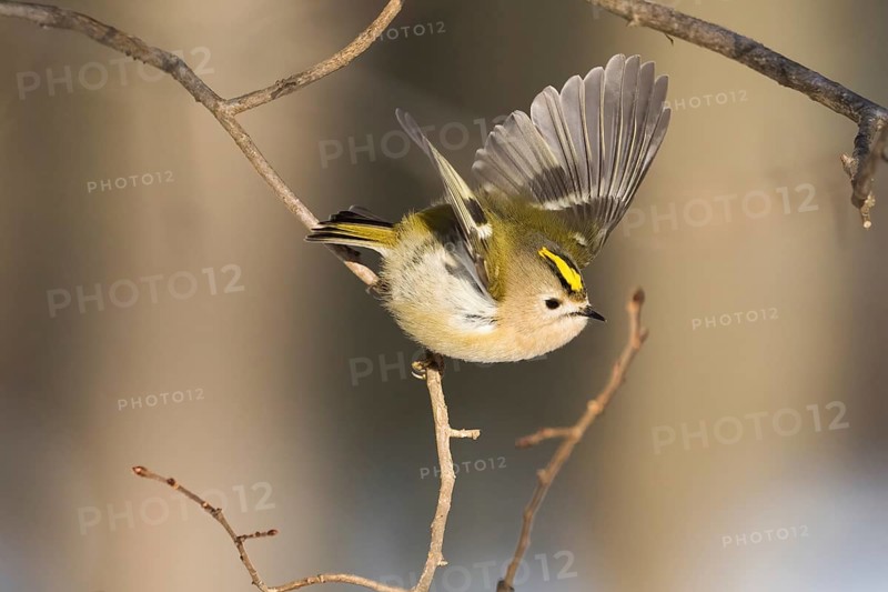 A goldcrest (Regulus regulus) flies with outstretched wings from a branch in a quiet winter landscape, Hesse, Germany