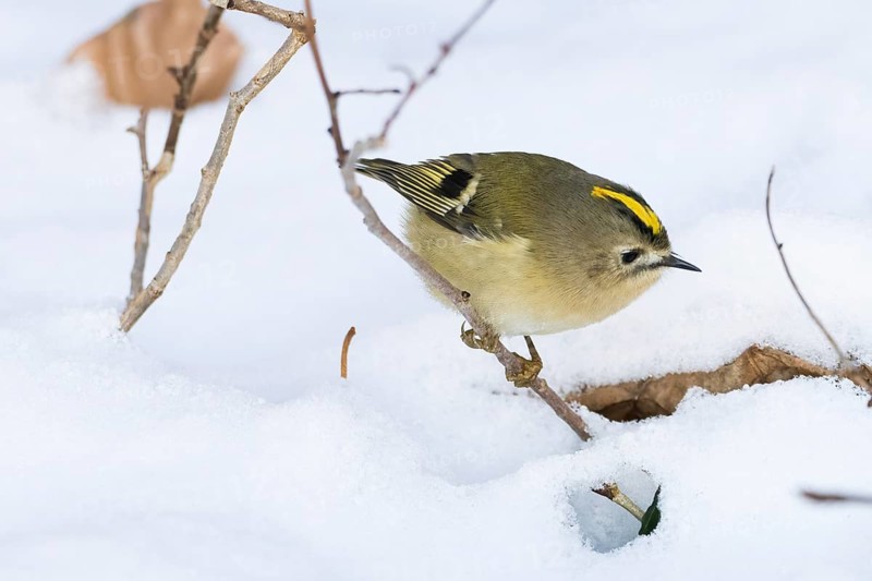 A goldcrest (Regulus regulus) moves in the snow and searches curiously for food in a wintry scene, Hesse, Germany