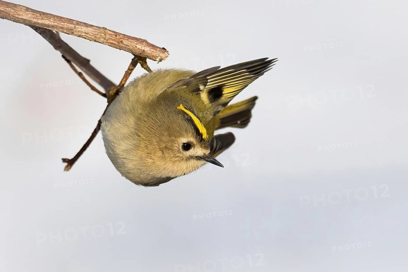 A goldcrest (Regulus regulus) hanging upside down on a branch against a light-coloured background, Hesse, Germany