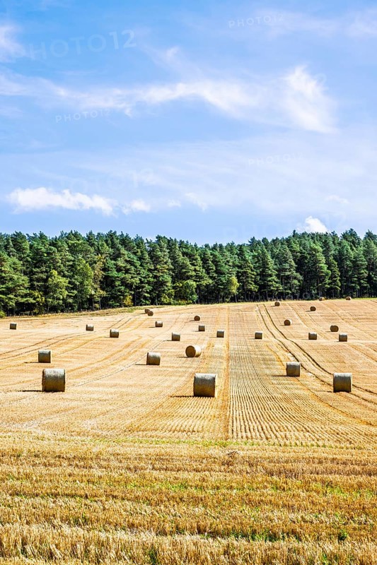 Straw bales in the Scottish fields, Southeast Scotland, UK